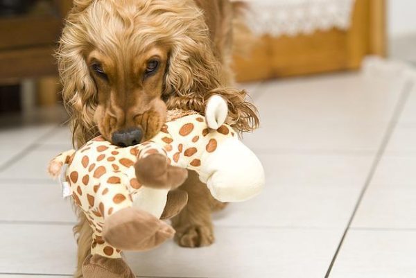 Dog care duty